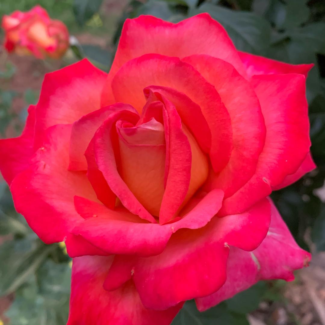 知足常乐，🌺🌺🌺