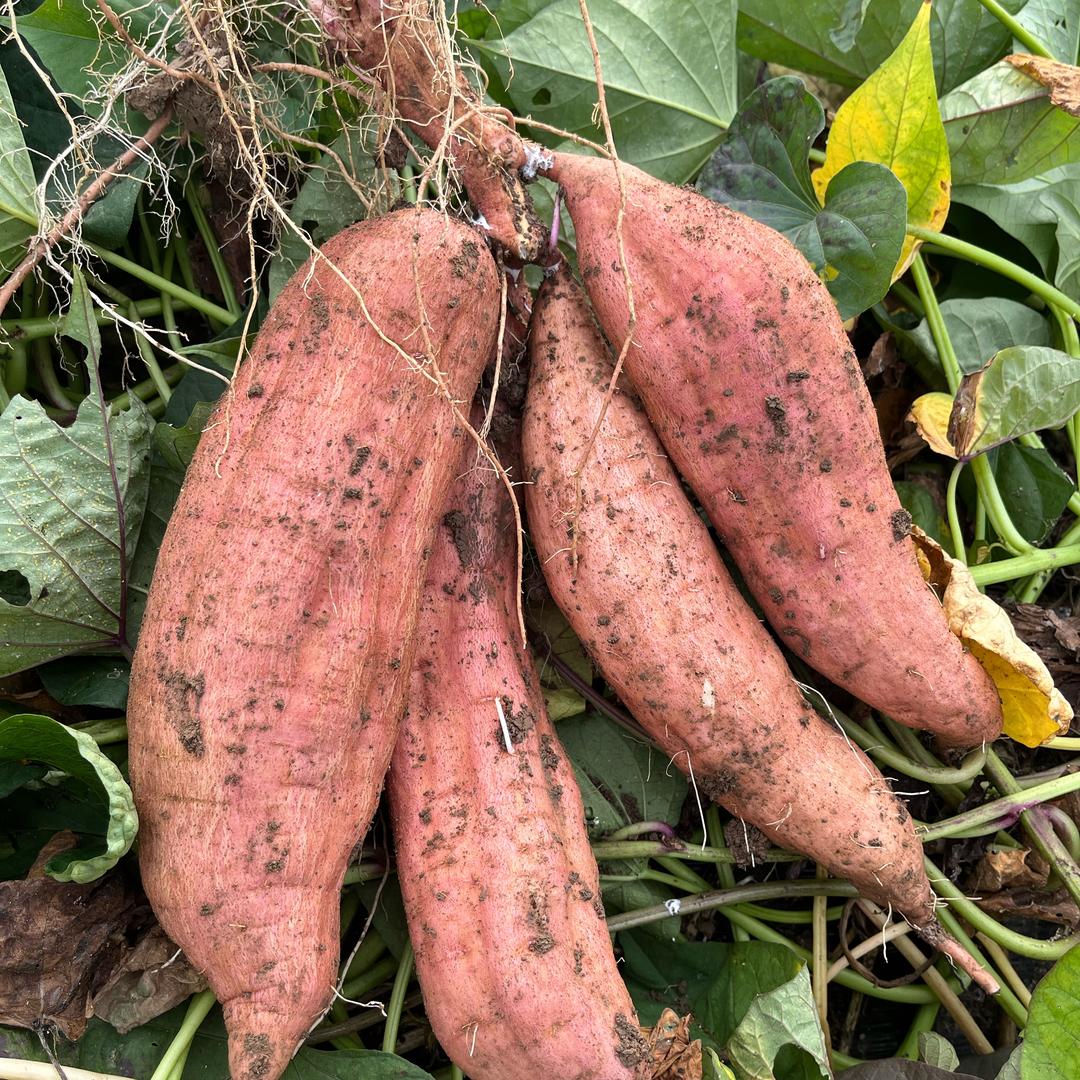 小苟家富硒蜜薯