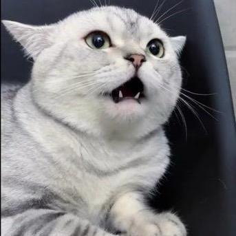 胖虎‘