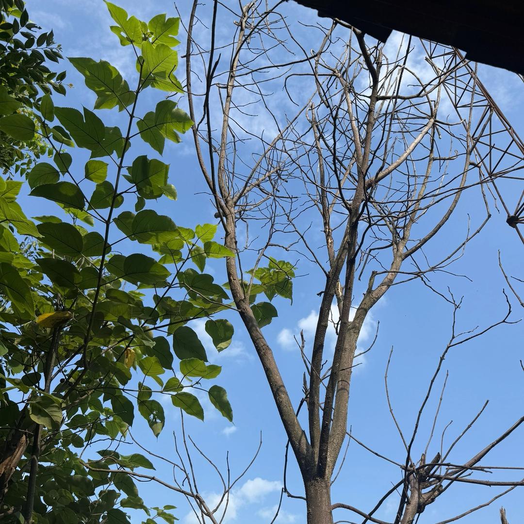小张老师