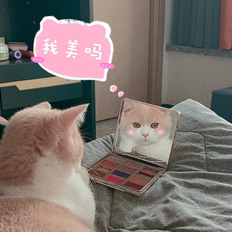多多是只喵小姐🐱
