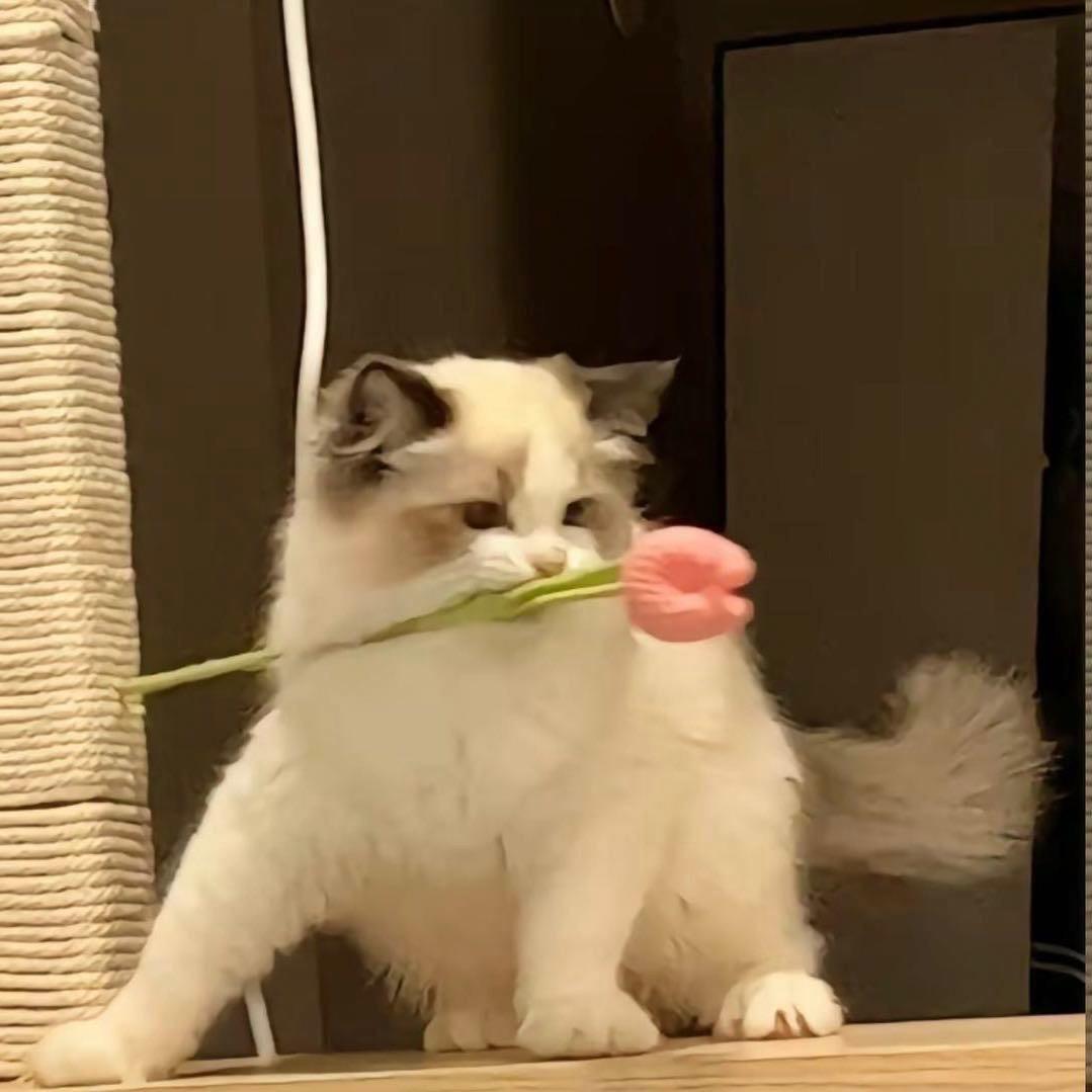 哒 不 六