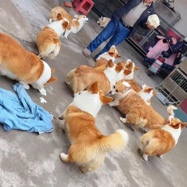 小郭家的汪汪队