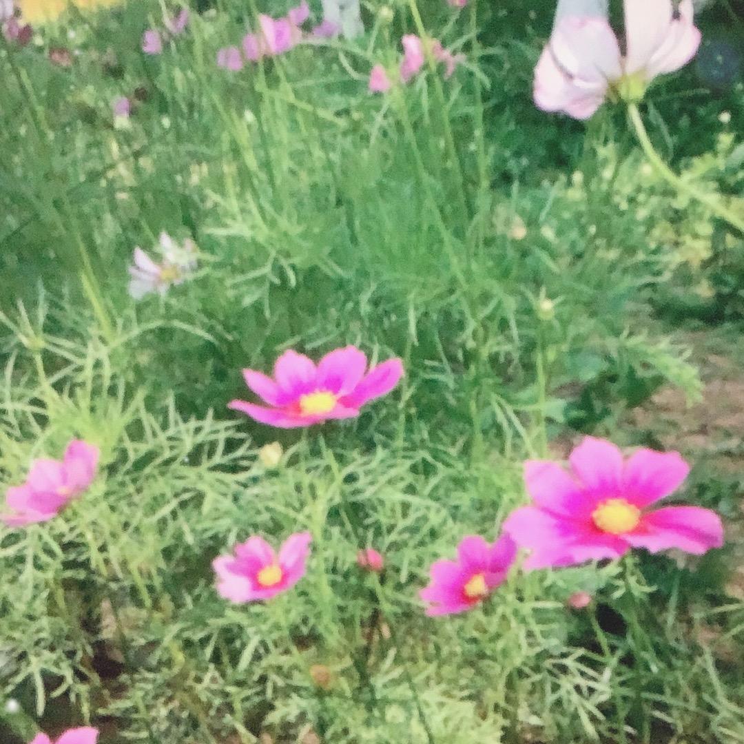 茶花