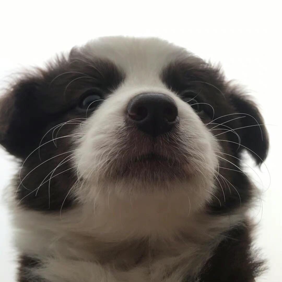 恶犬