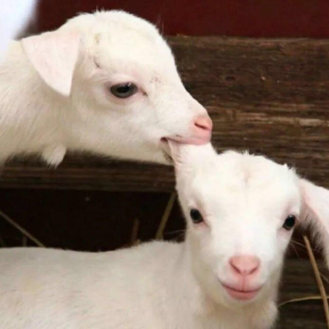 GM.
