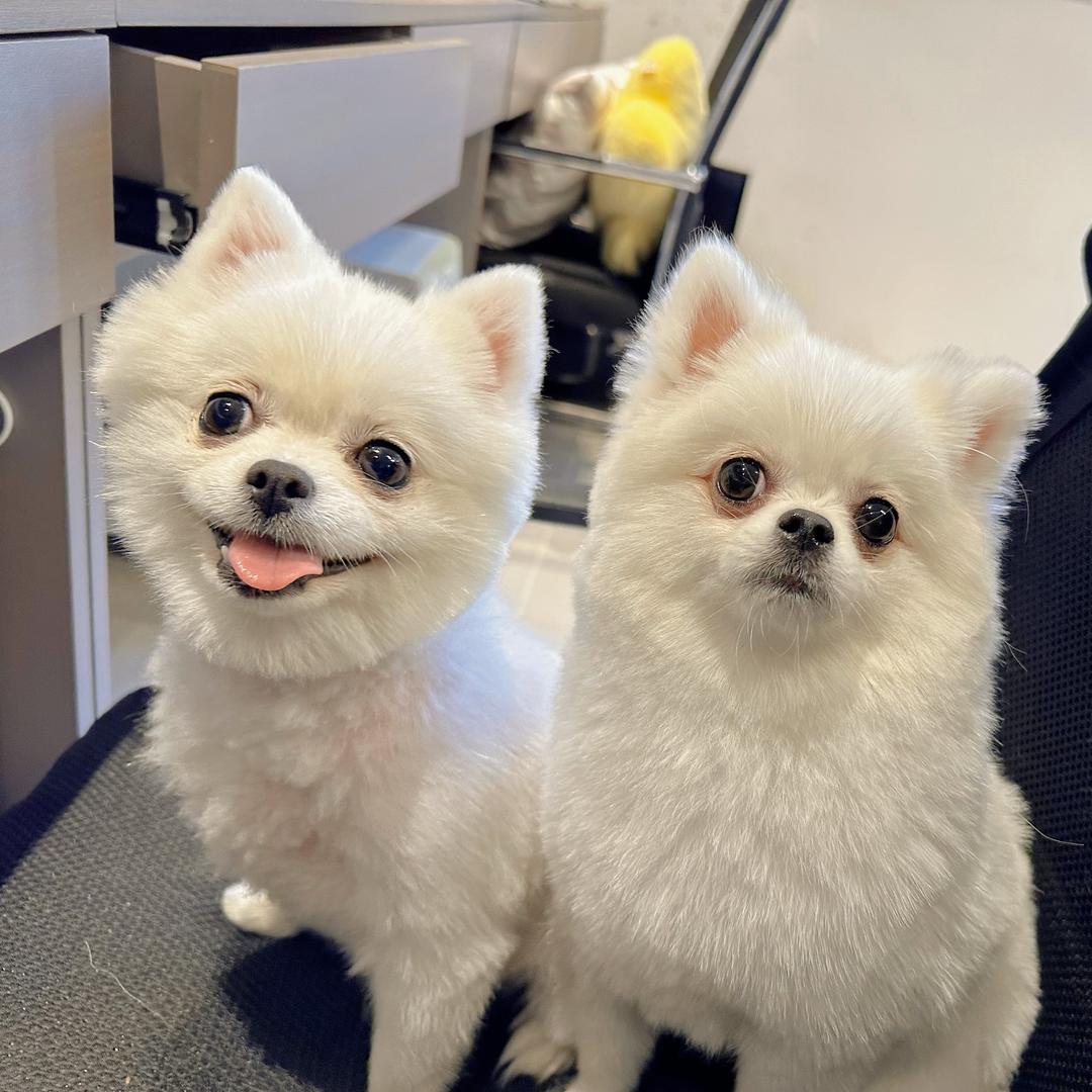 哈尔滨居雅阁装饰有限公司 憨豆🌻