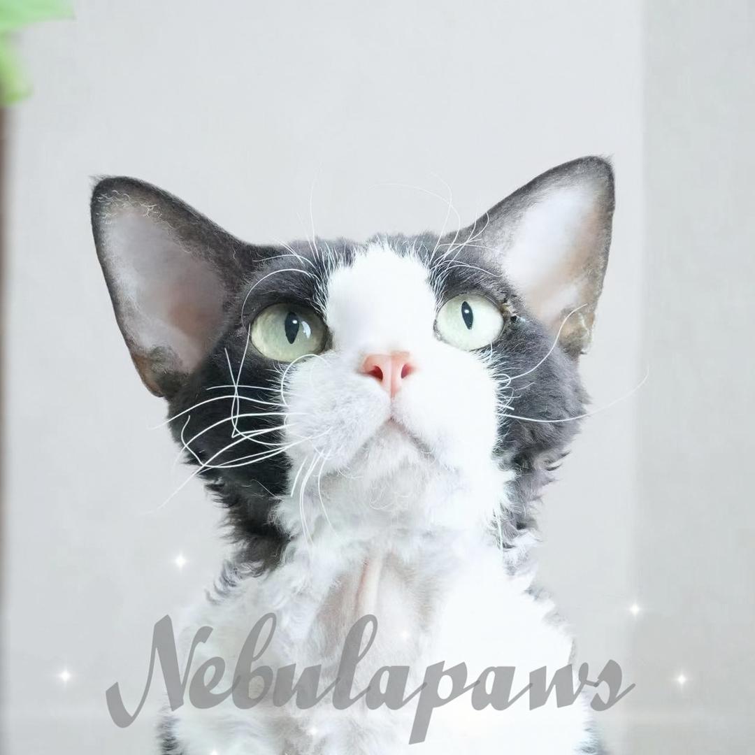 Nebulapaws德文