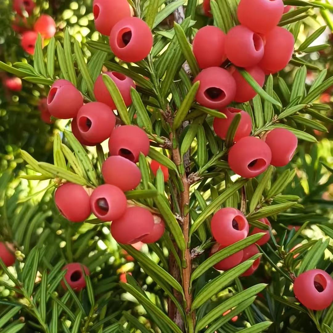 白溪古村红豆杉