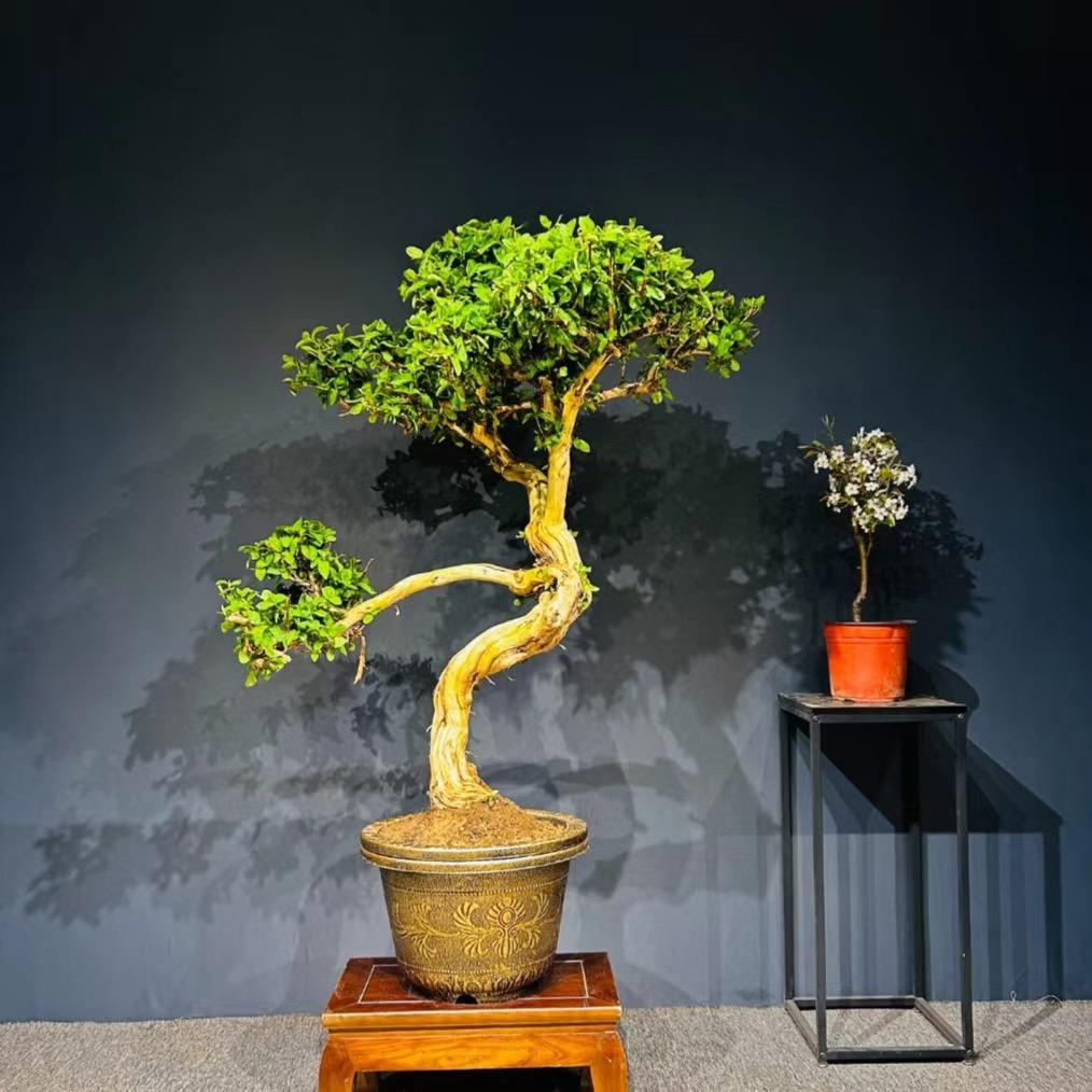 小鹿花卉基地