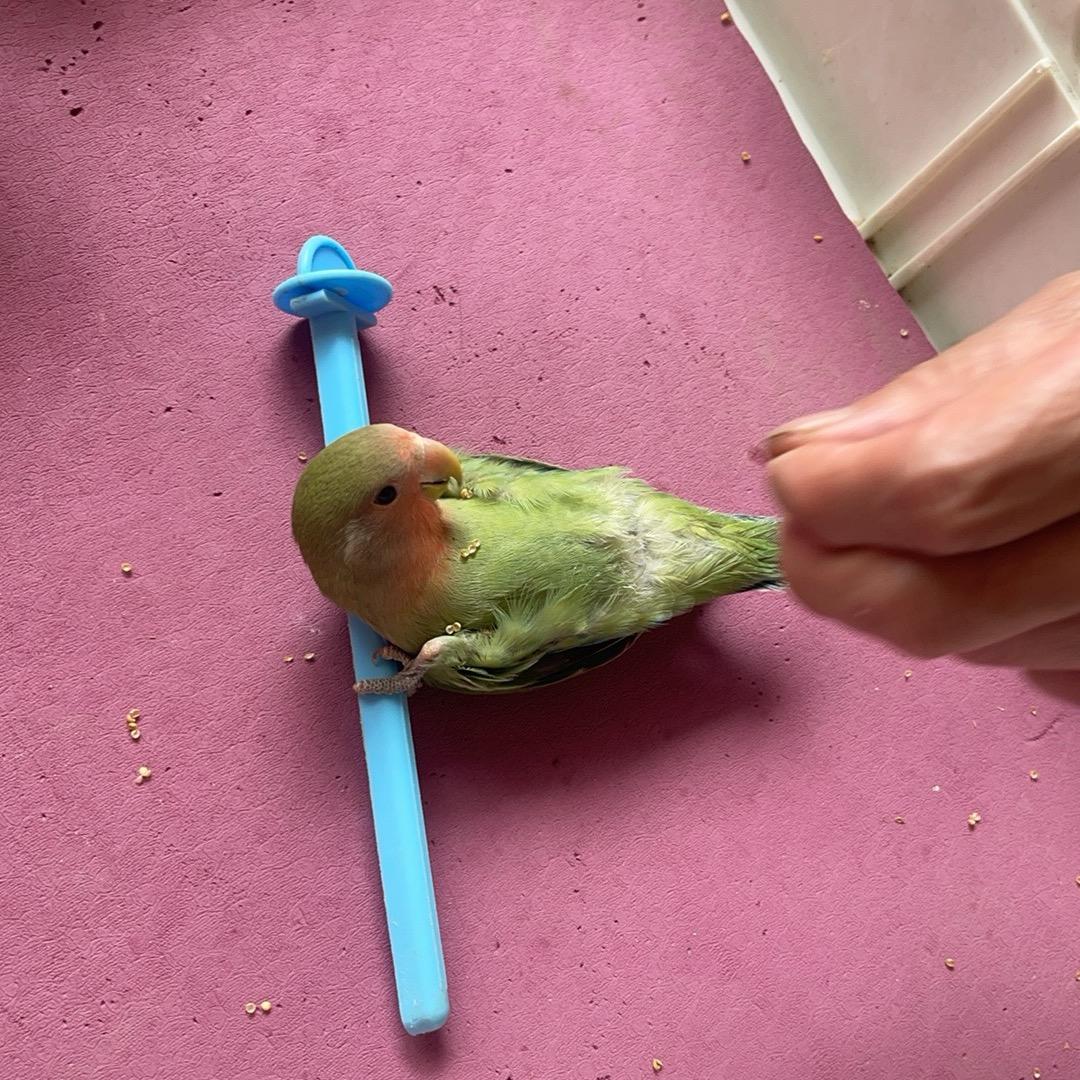 吾家鹦鹉初长成