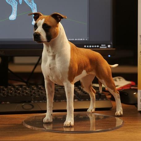 明珠斯塔福犬舍小助理