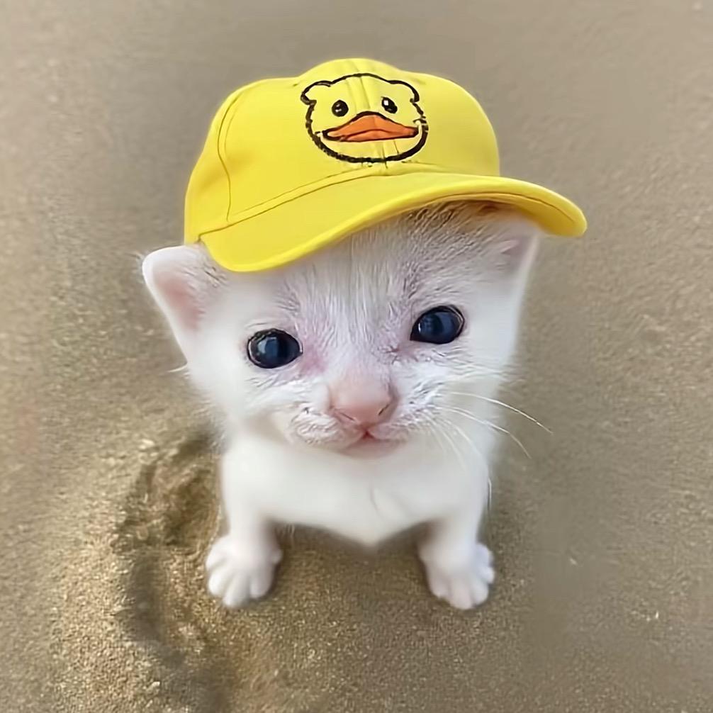猫大王