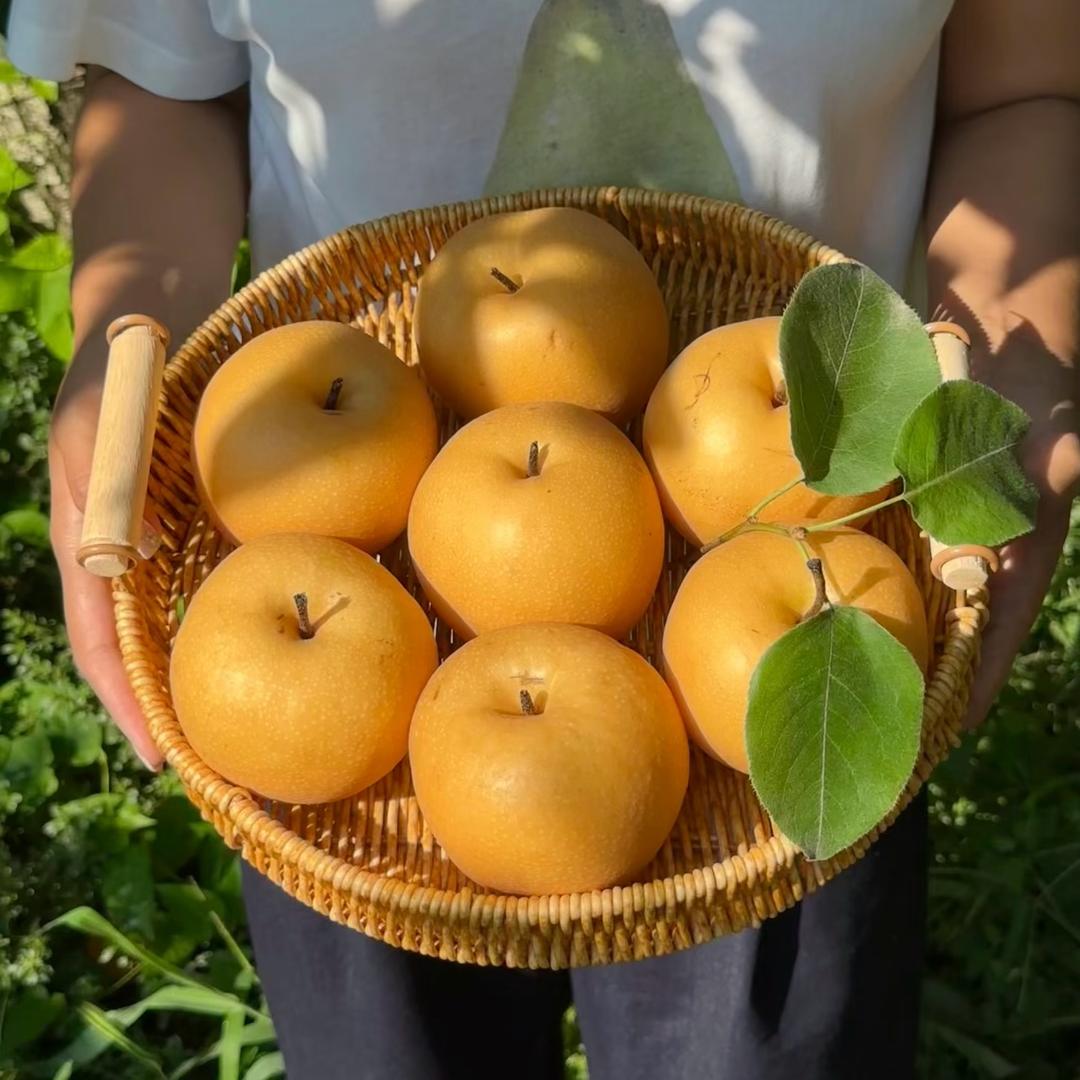 正宗莱阳秋月梨