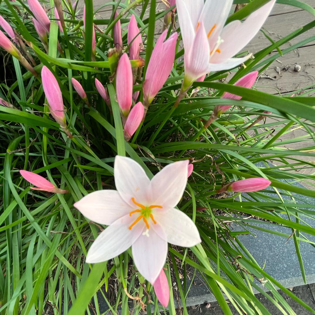 茉莉
