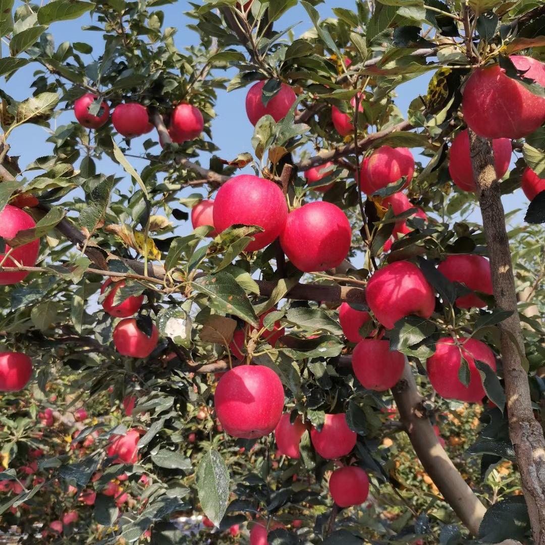 宾哥果品严选！代收代发全国！