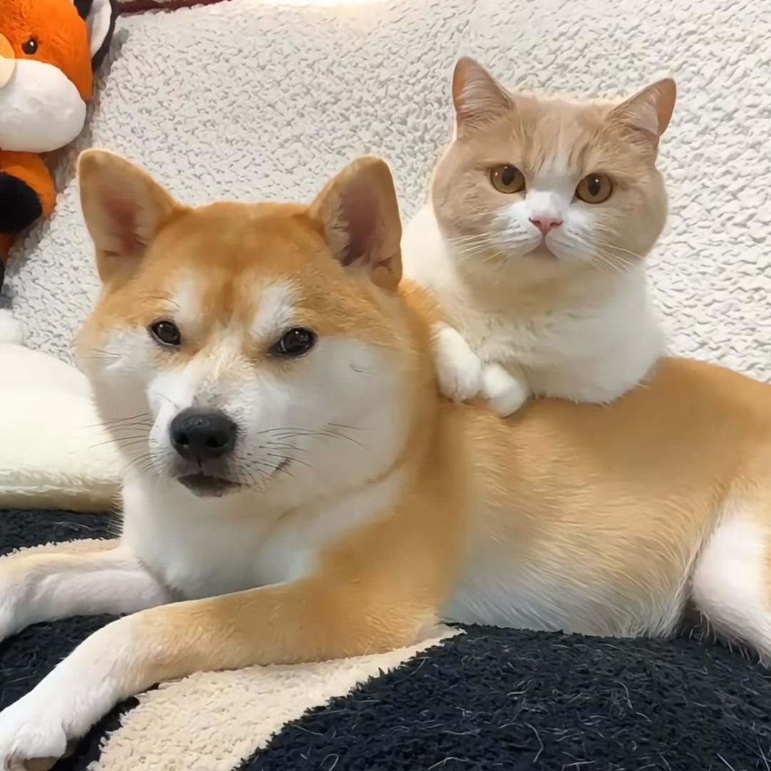 是阿猫阿狗吖