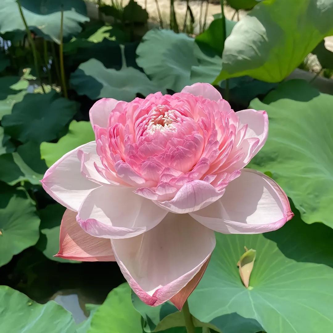 存在.（六年之约）