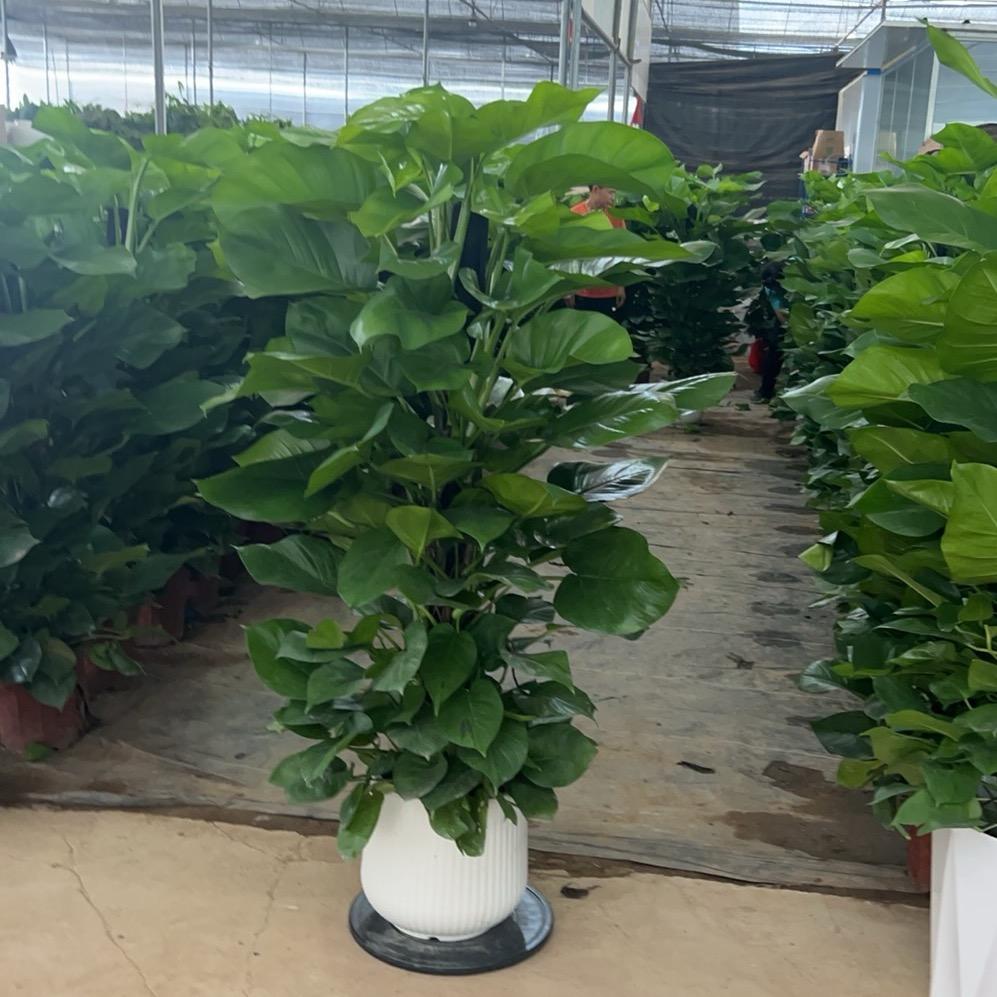 小Cc绿植园艺