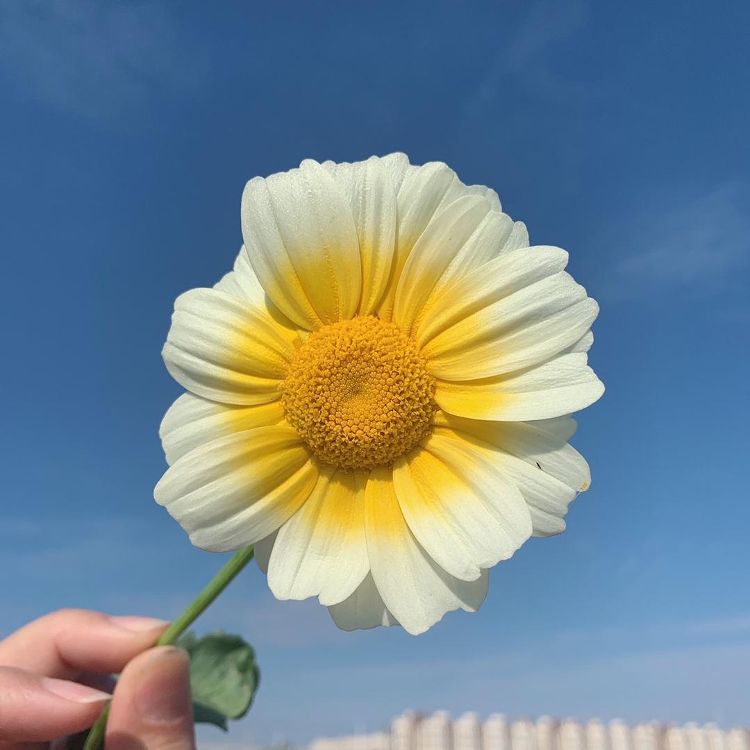 皮小姐《已婚》