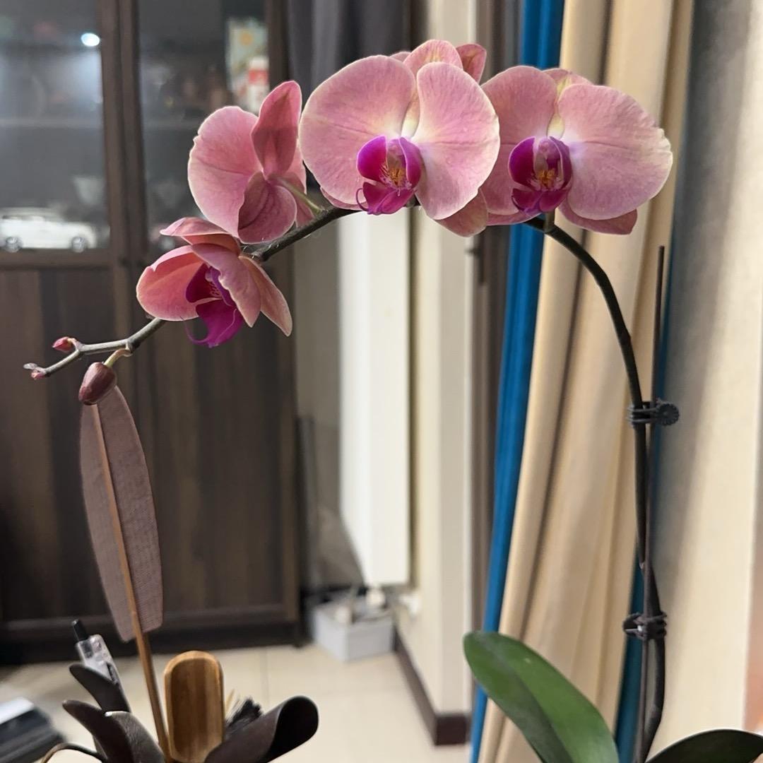 🌸慧慧🌺