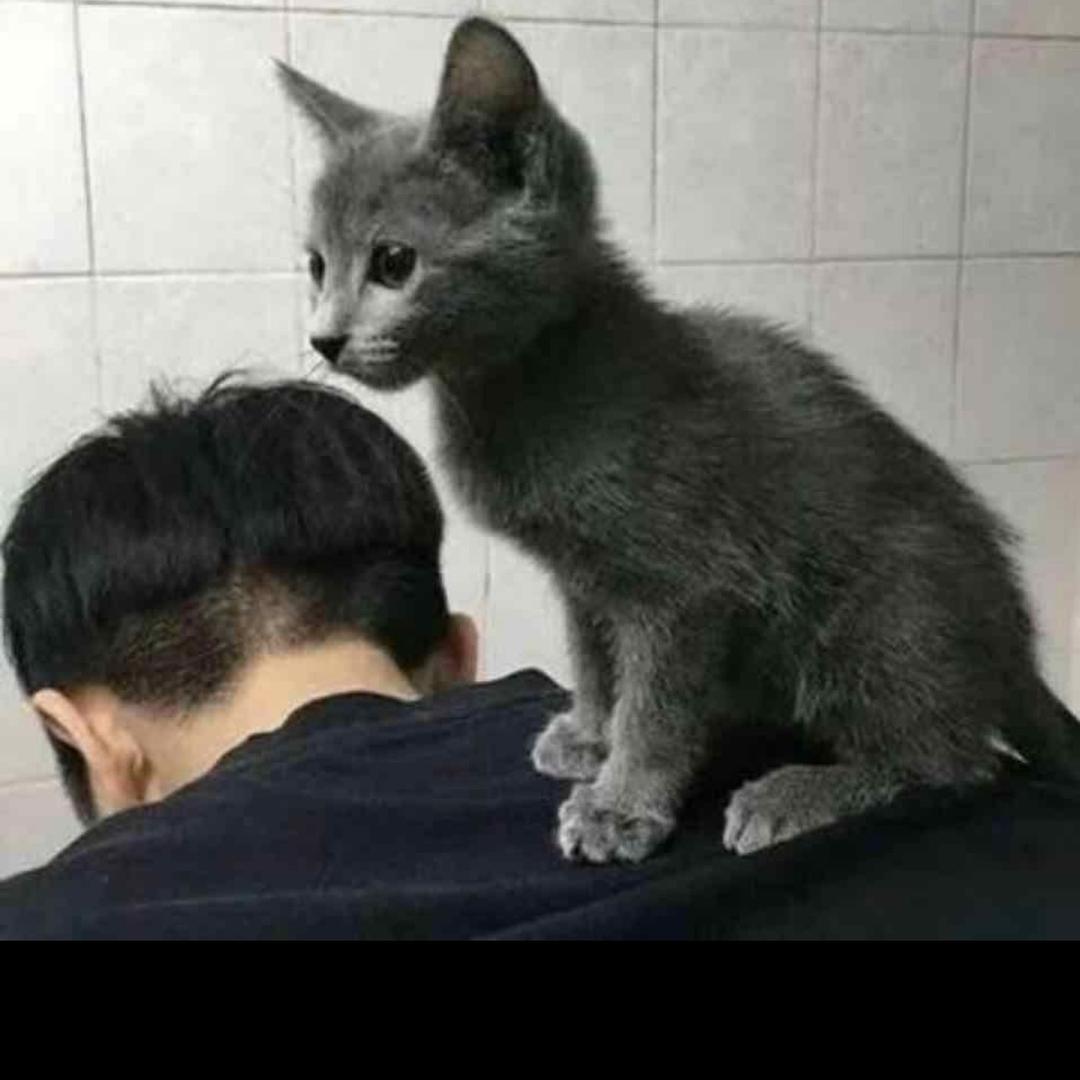 楊