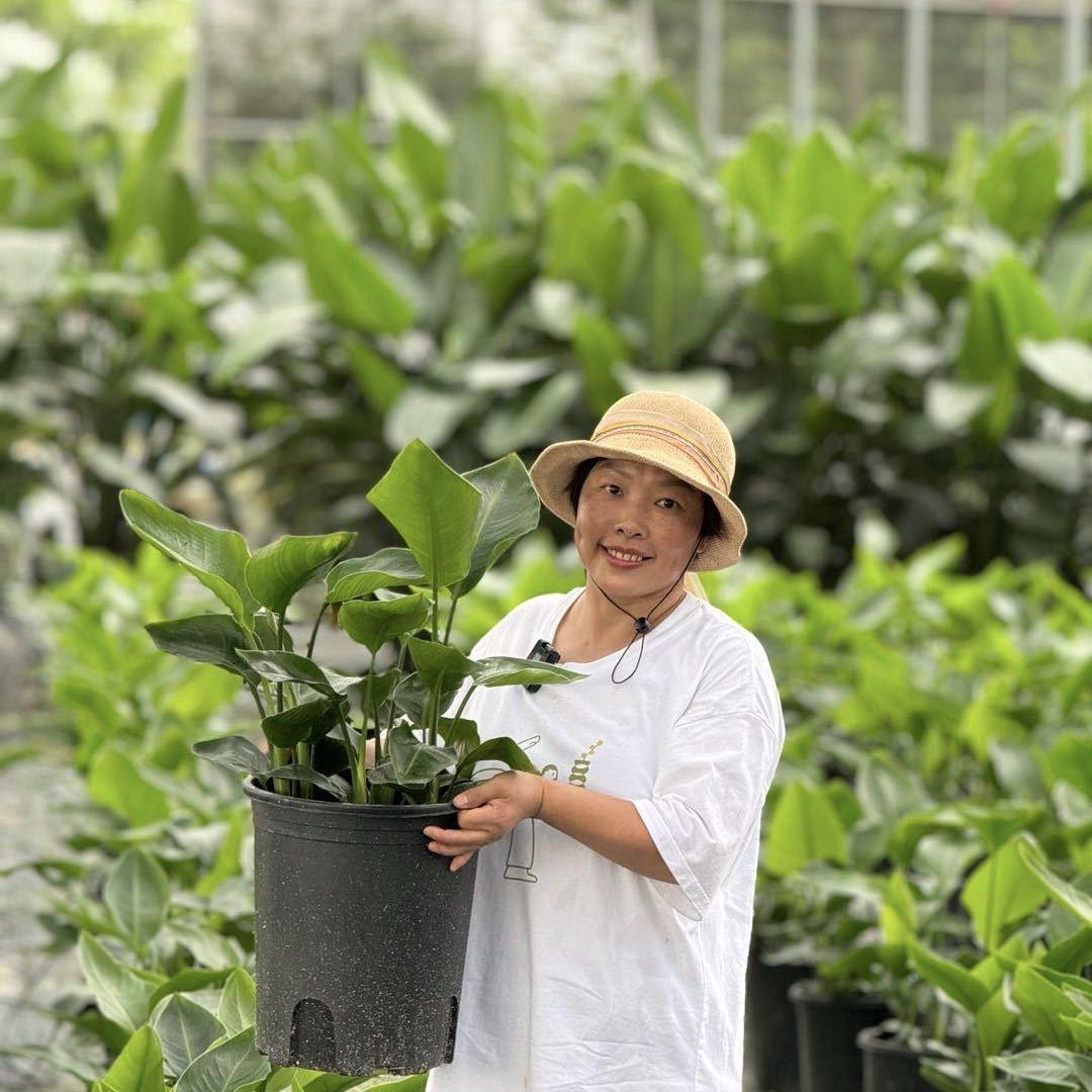香姐的绿植基地