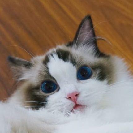 婕婕的布偶猫舍