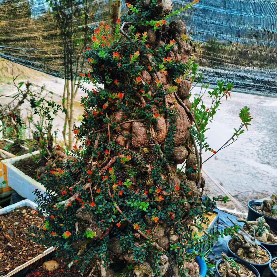 丽丽子花草共赏