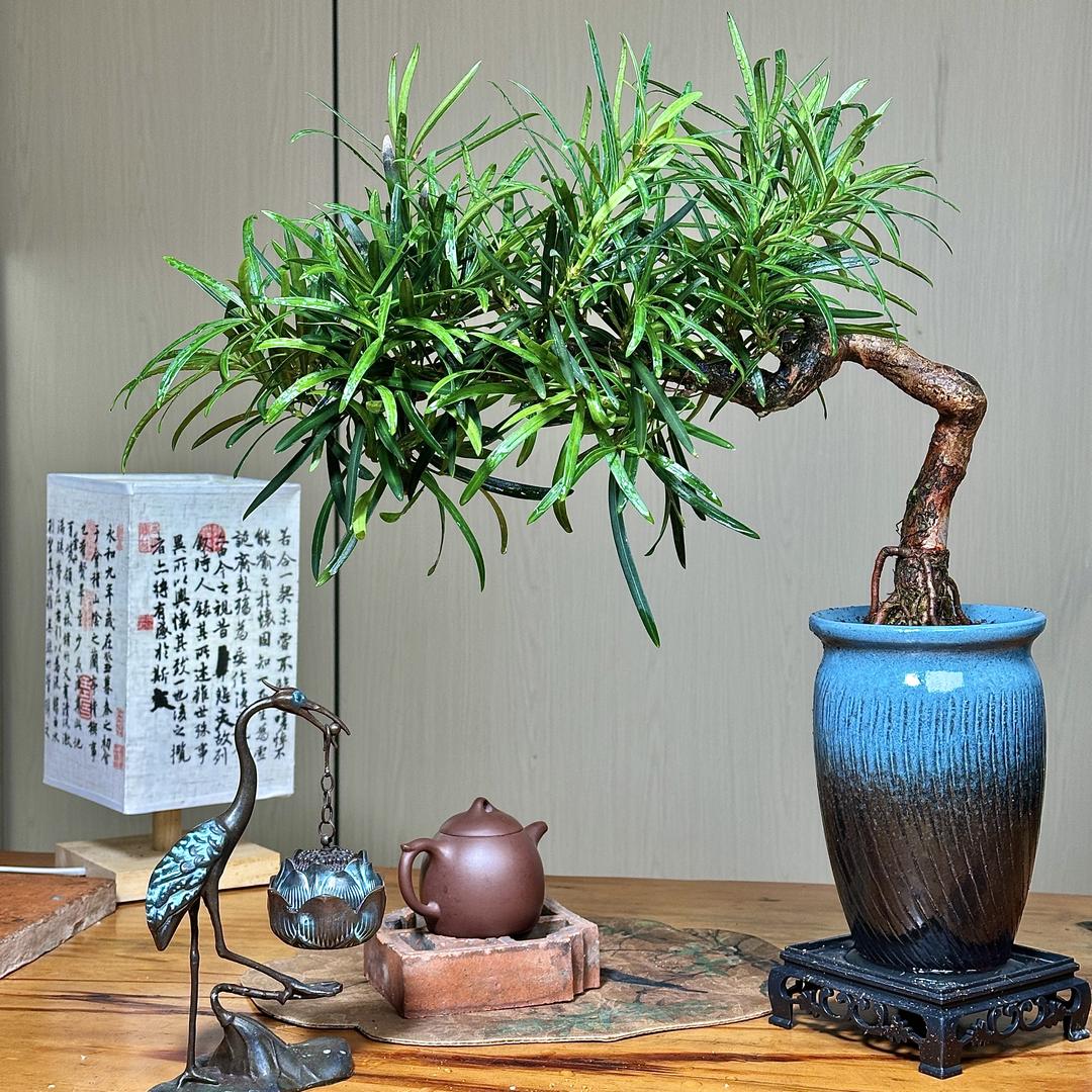 东南花姨