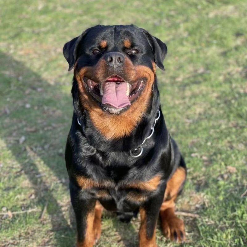 淮南悦涵犬舍【罗威纳】