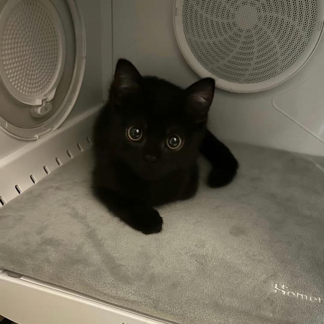 猫鱼酱