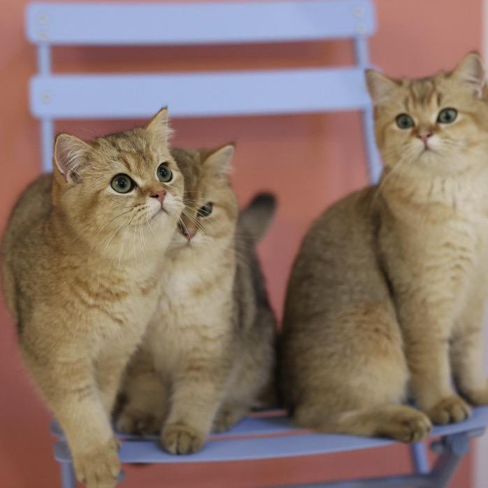 舔爪大王猫艺体验馆