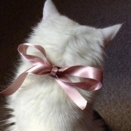 小衣🎀