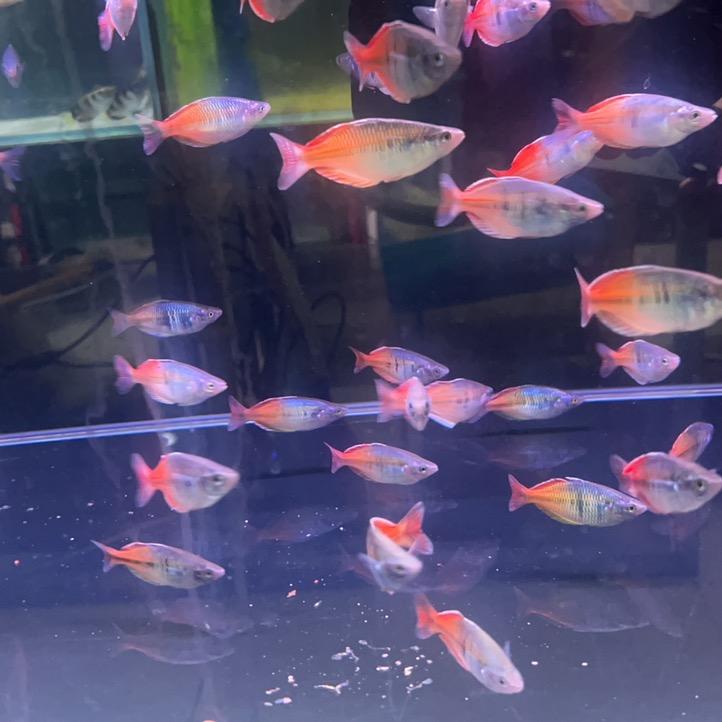 天津小邓甄选水族馆