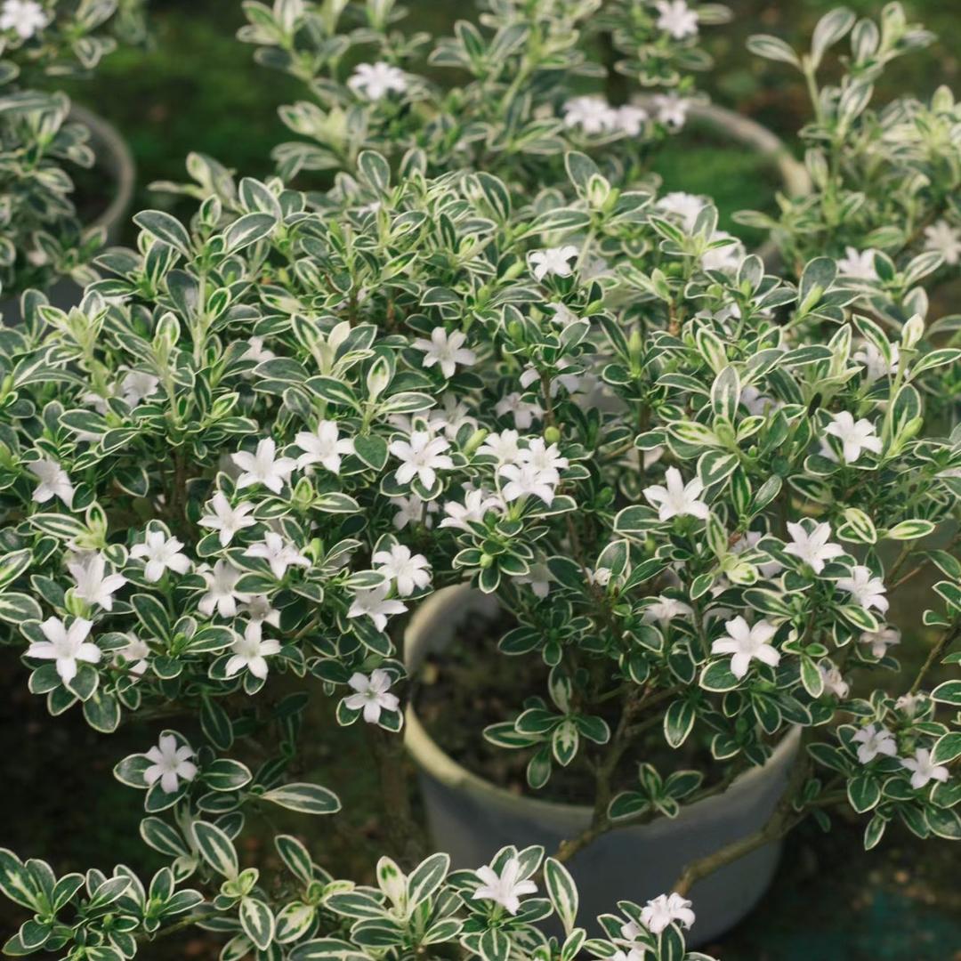 静静花园