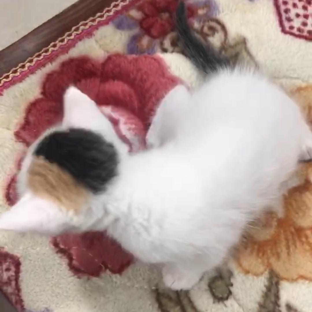 潮汕成格吉祥猫