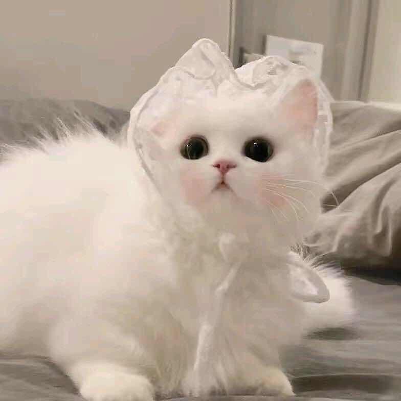 妙了个喵～
