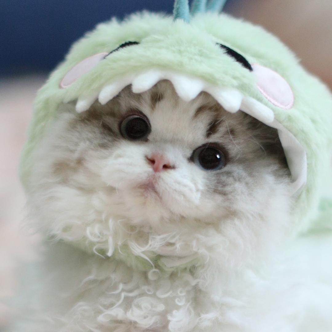 猫卷卷