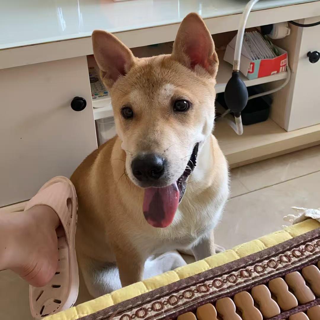 田园犬-玉米