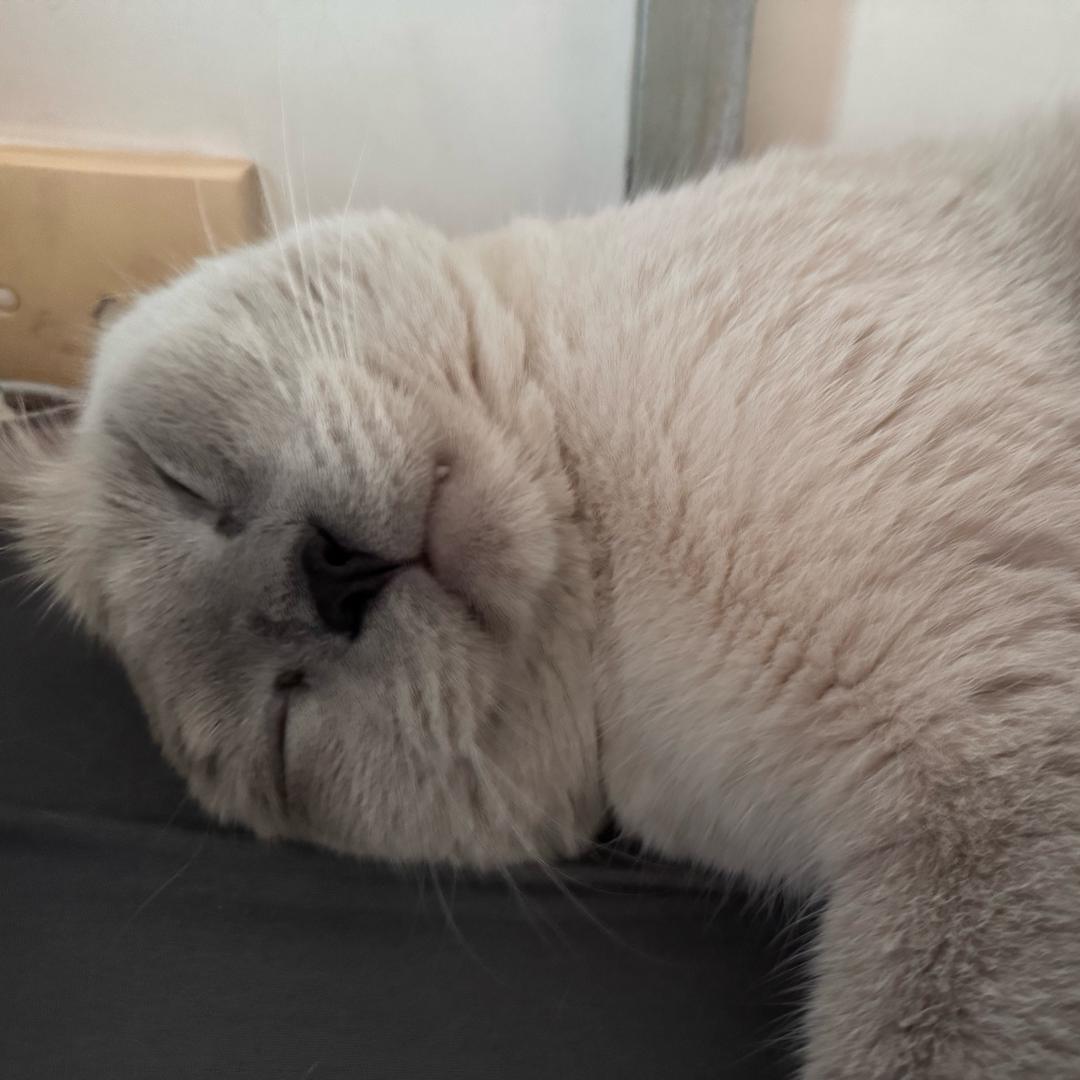 🌈幸运小羊🐑