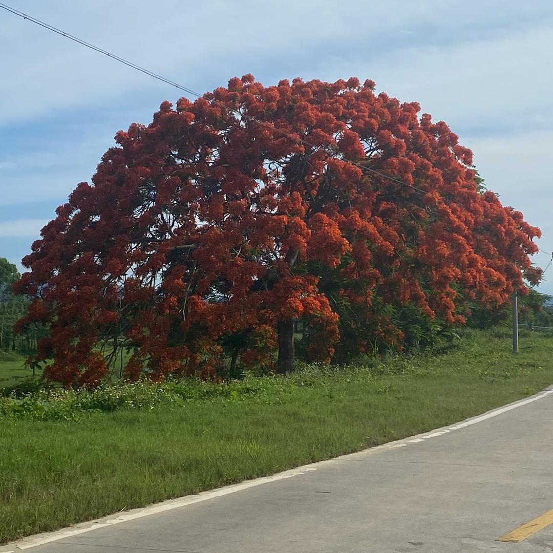 中🎉发🏦白🇨🇳