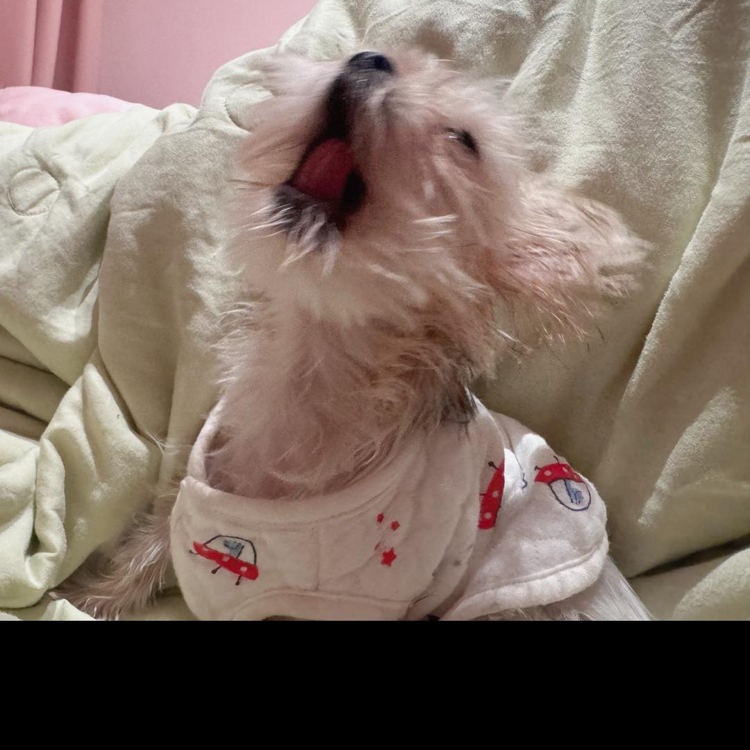 我是小暖呀