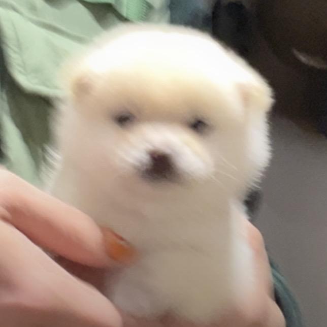 Rike是个小米糕