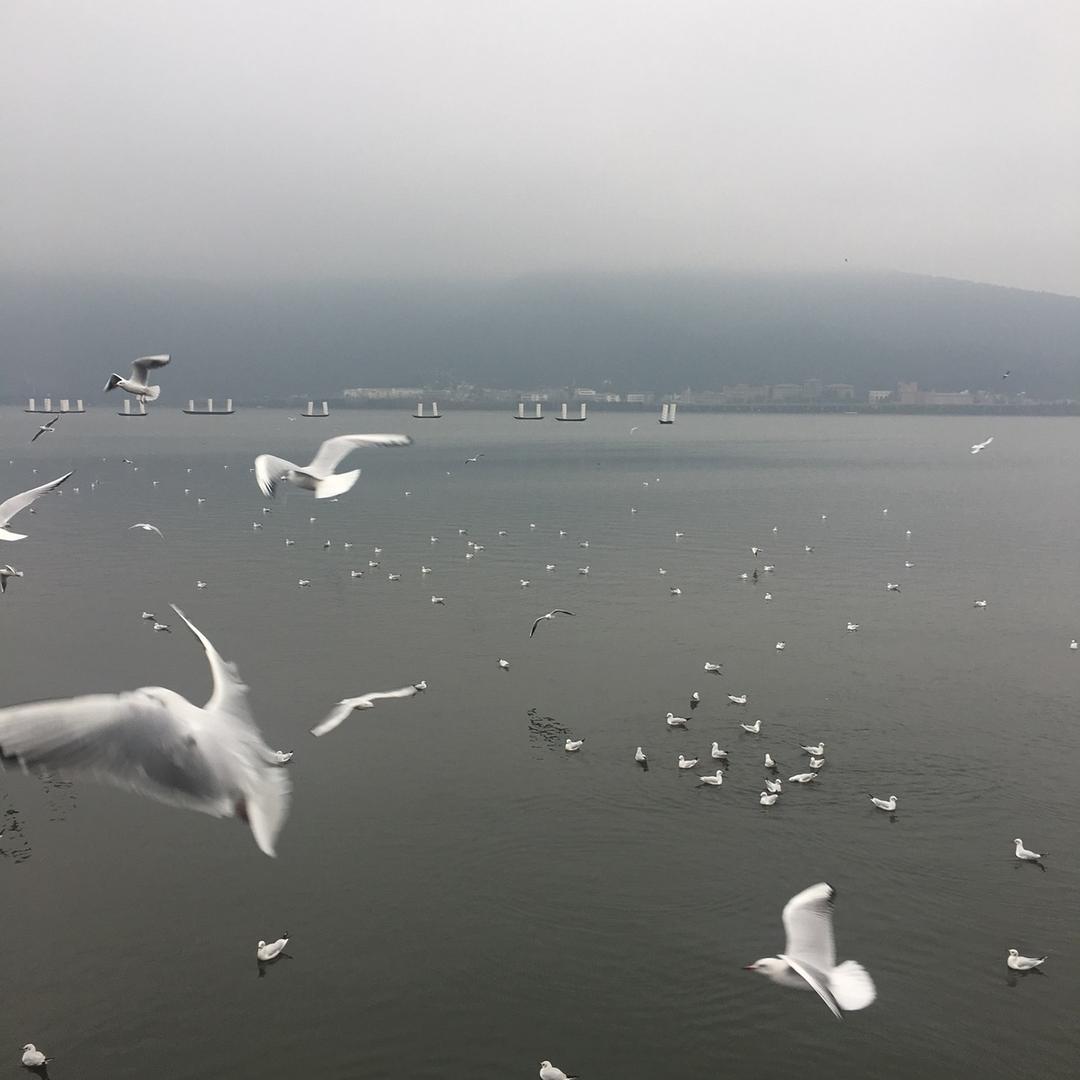 花落随风飞