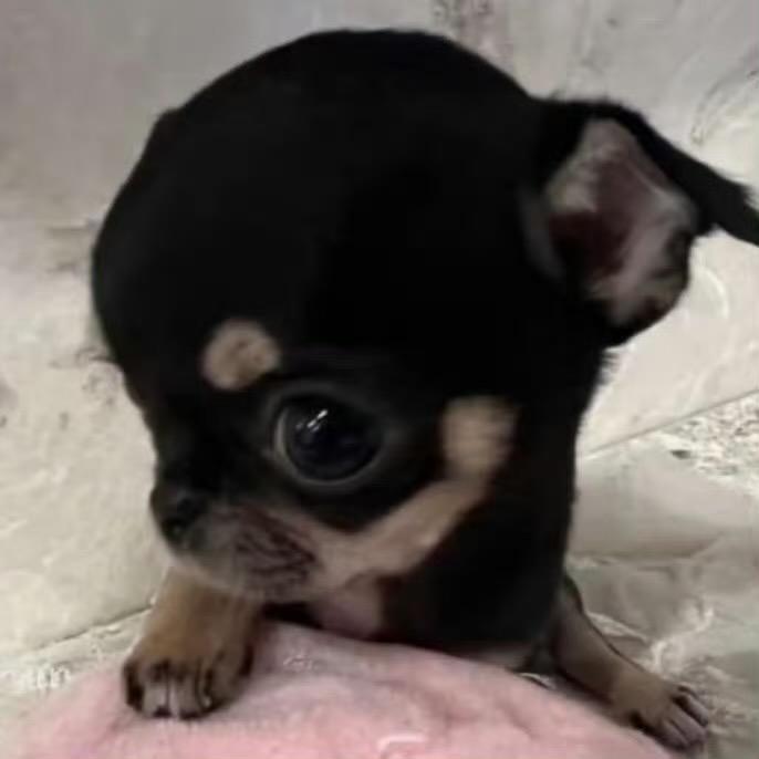 白熊