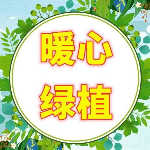 暖心绿植
