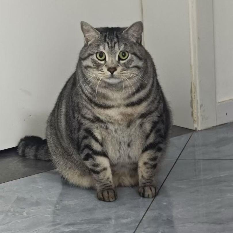 18斤猪猪猫的日常