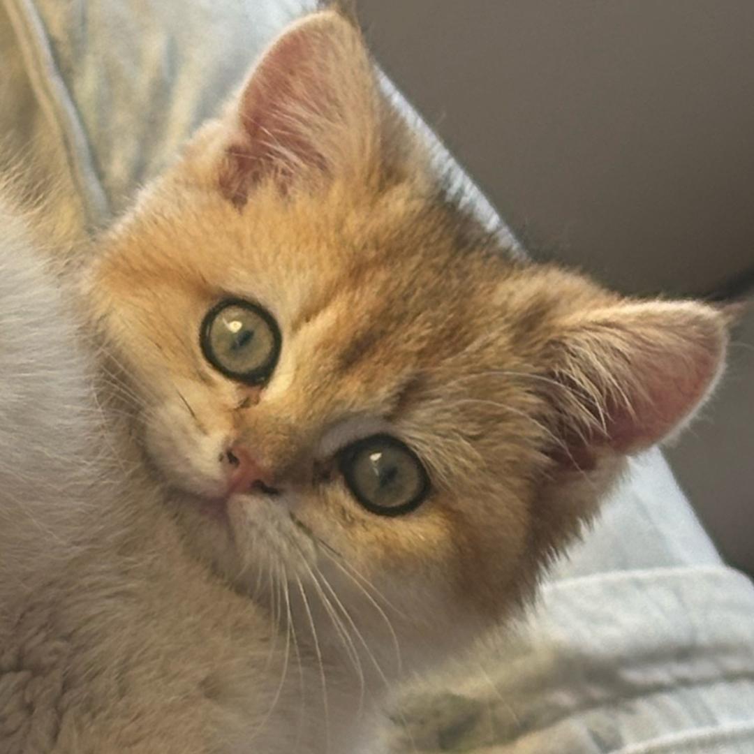 纯情牛肉干🎂🍓