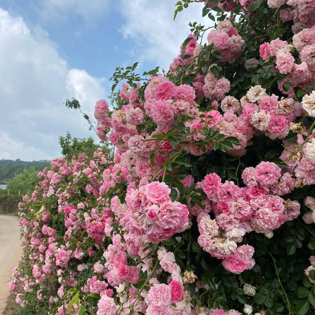 云南木言花卉种植基地